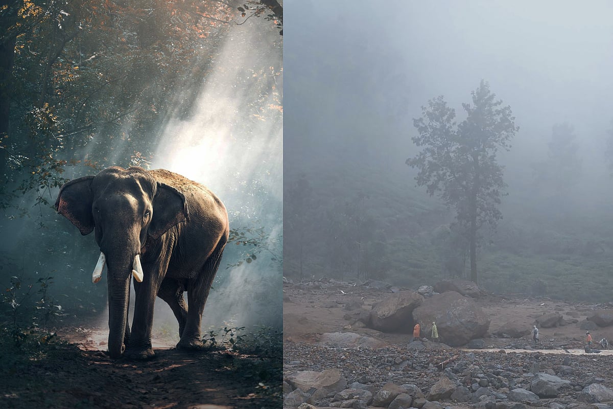 Wayanad landslide survivor credits wild elephant with saving her family